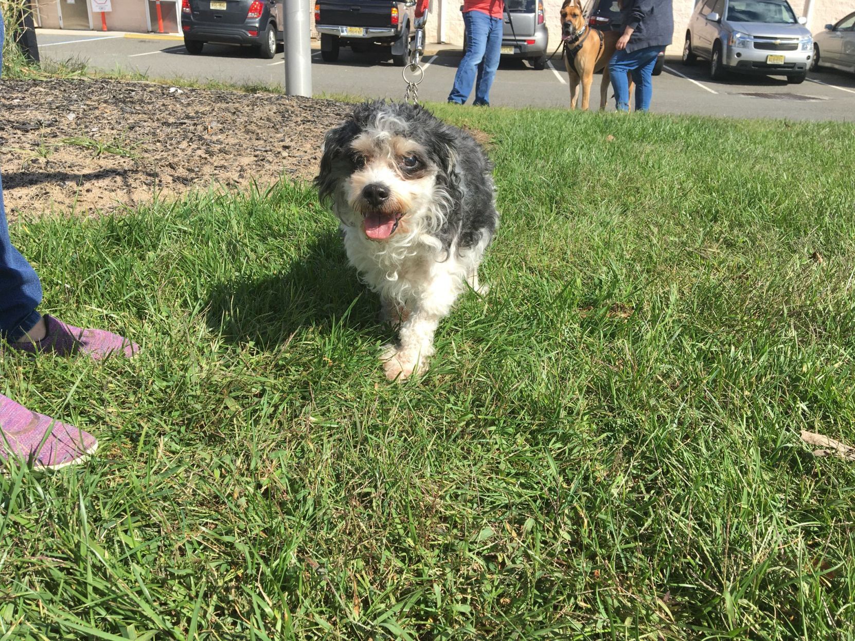 shelter dogs (25).jpeg